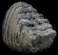 Partial Southern Mammoth M Molar #35939-2